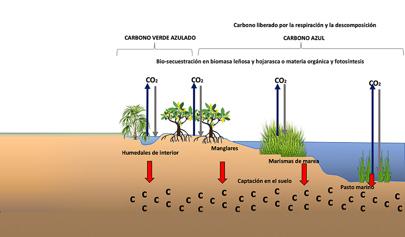 Carbon Capture