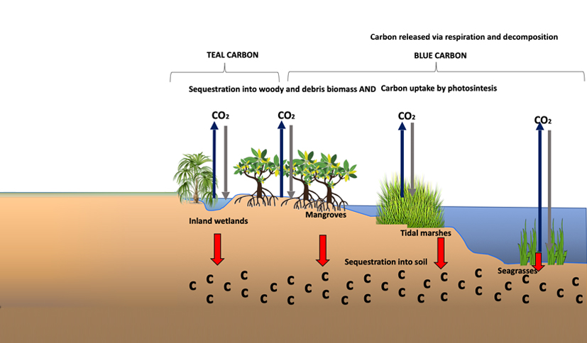 Carbon Capture